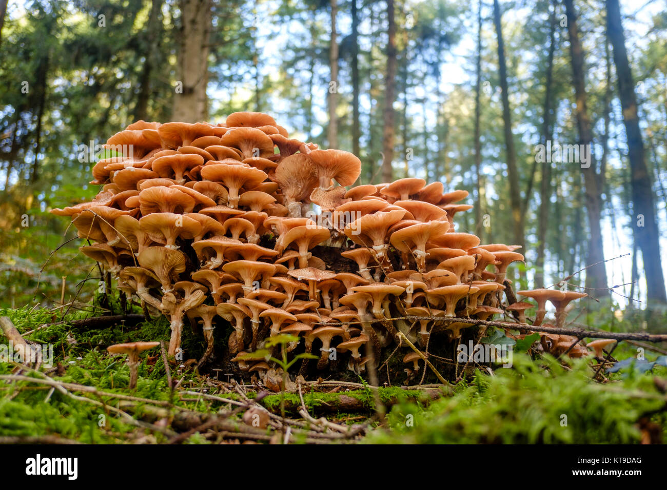 Gruppo di funghi in una foresta nel primo pomeriggio sun Foto Stock