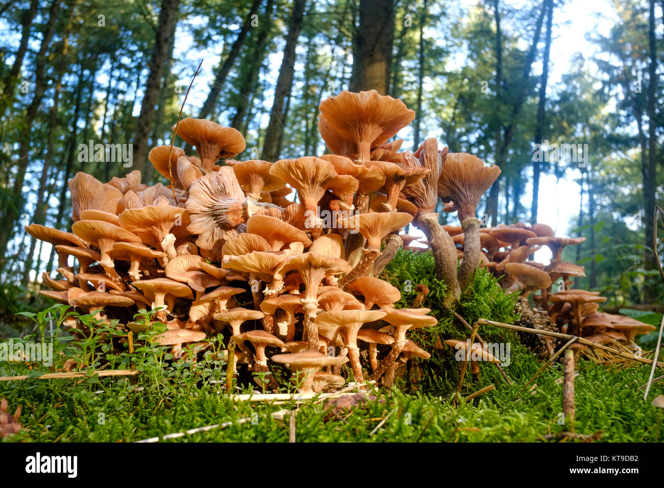 Gruppo di funghi in una foresta nel primo pomeriggio sun Foto Stock