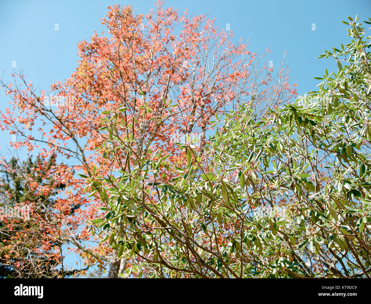 Colorato caduta di alberi in Smoky Mountains National Park in Tennessee Foto Stock