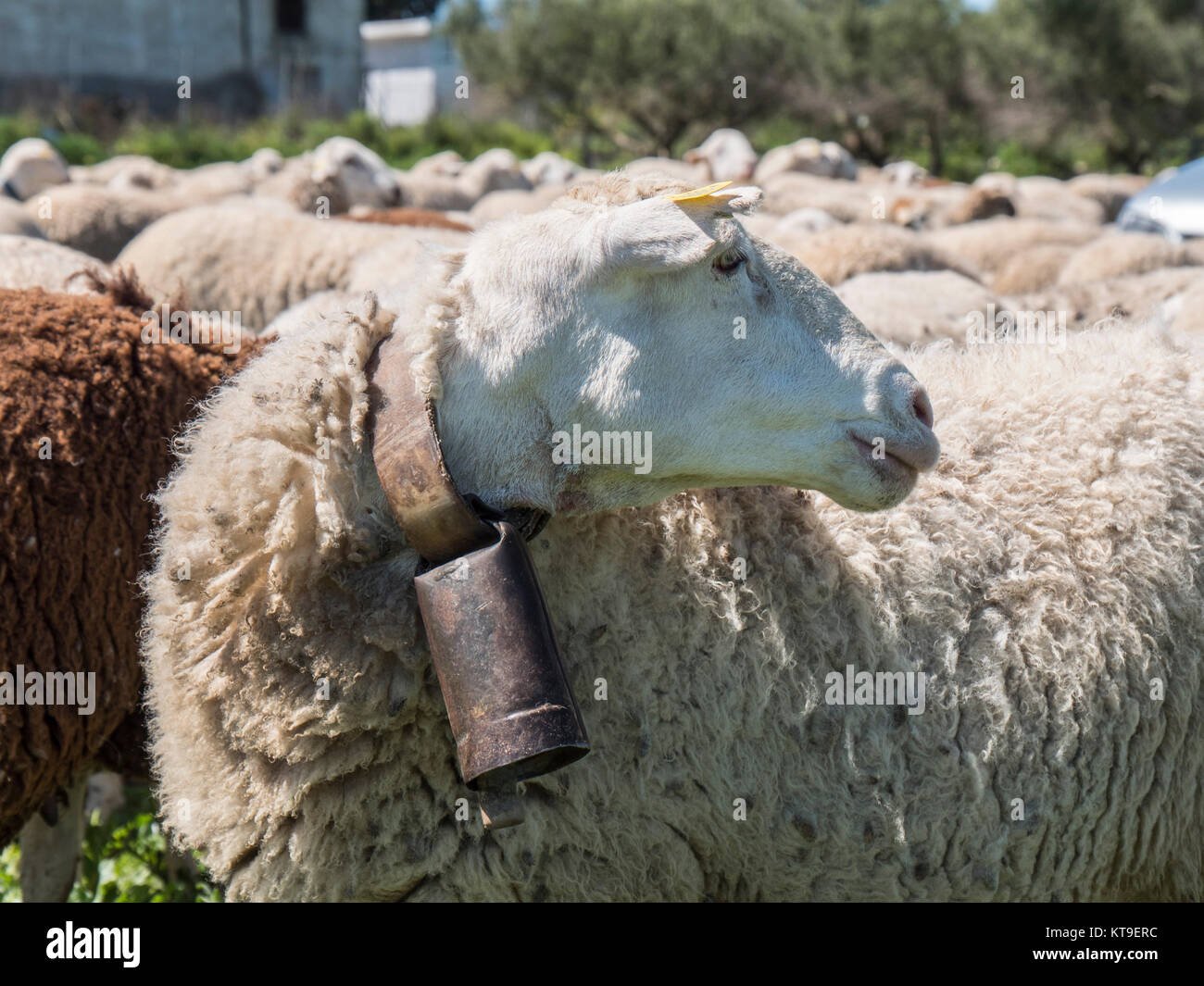 Gregge di pecore nel campo Foto Stock
