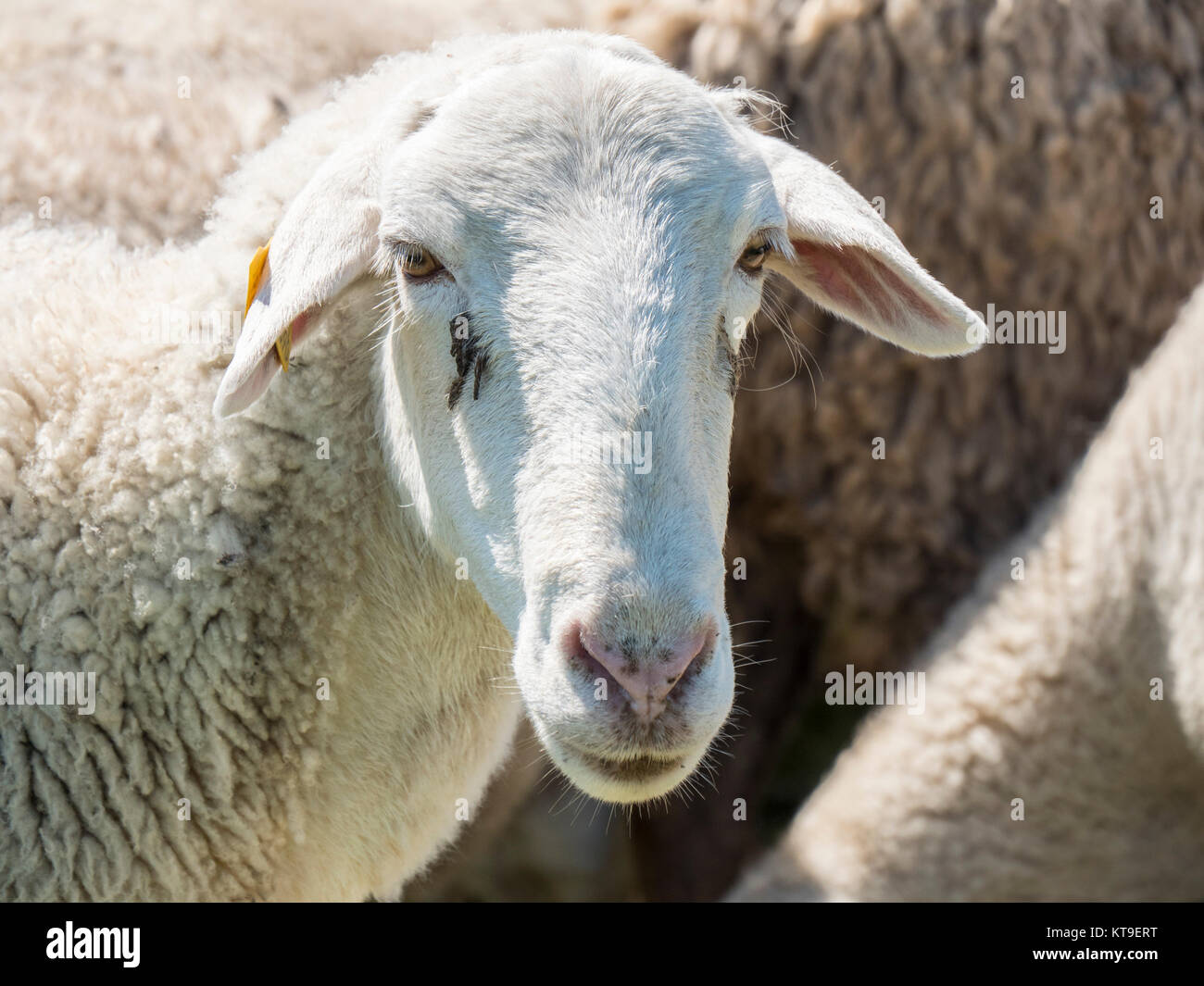 Gregge di pecore nel campo Foto Stock
