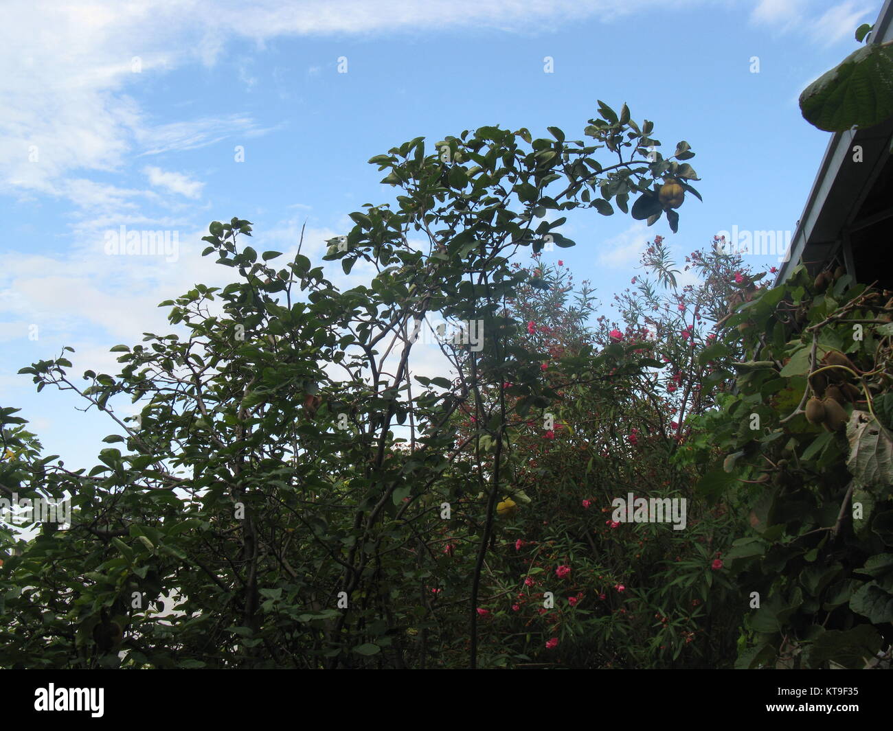 La maturazione quincered (maturazione quincered) sulla struttura ad albero Foto Stock