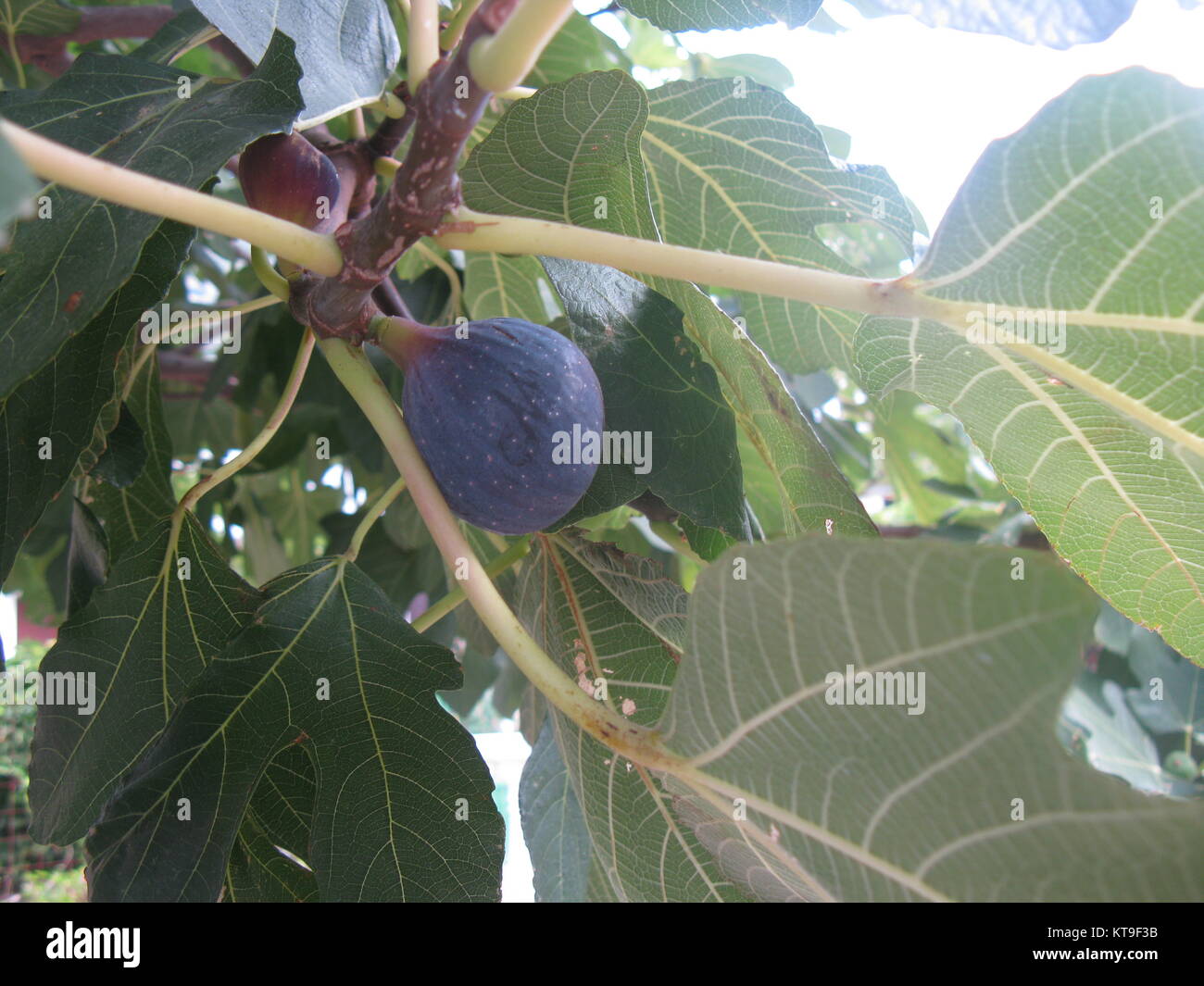 La maturazione fig (maturazione fig) sull'albero di fico Foto Stock