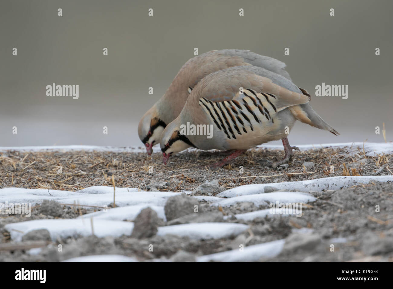 La pernice chukar (Alectoris chukar) nella neve a Hemis National Park, Ladakh, India Foto Stock