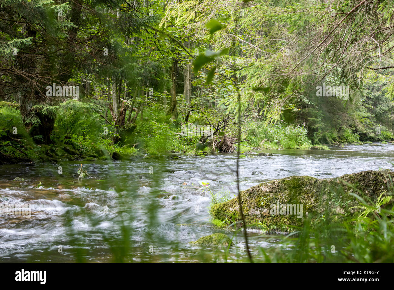 Bergbach scorre attraverso la foresta Foto Stock