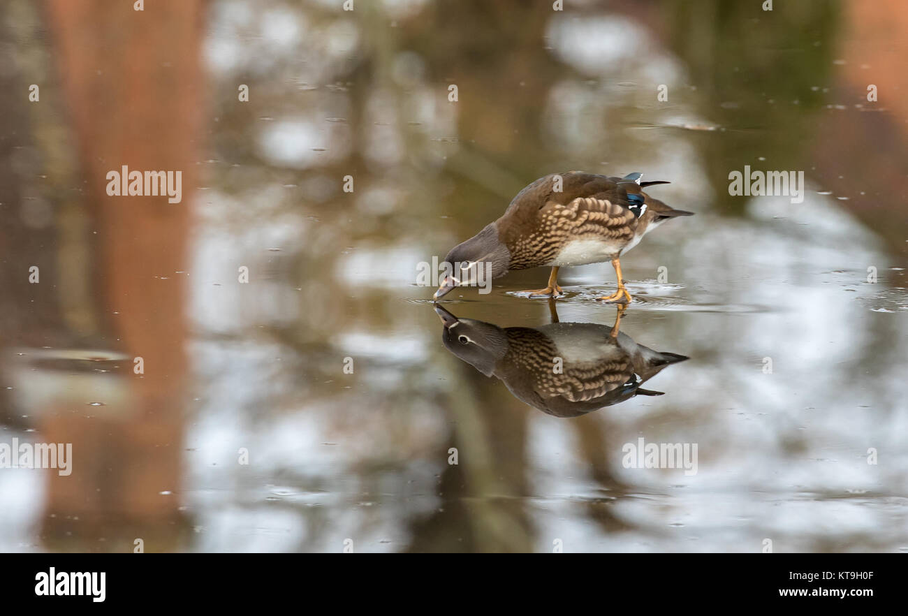 Anatra di mandarino femmina e la sua riflessione nel ghiaccio, REGNO UNITO Foto Stock