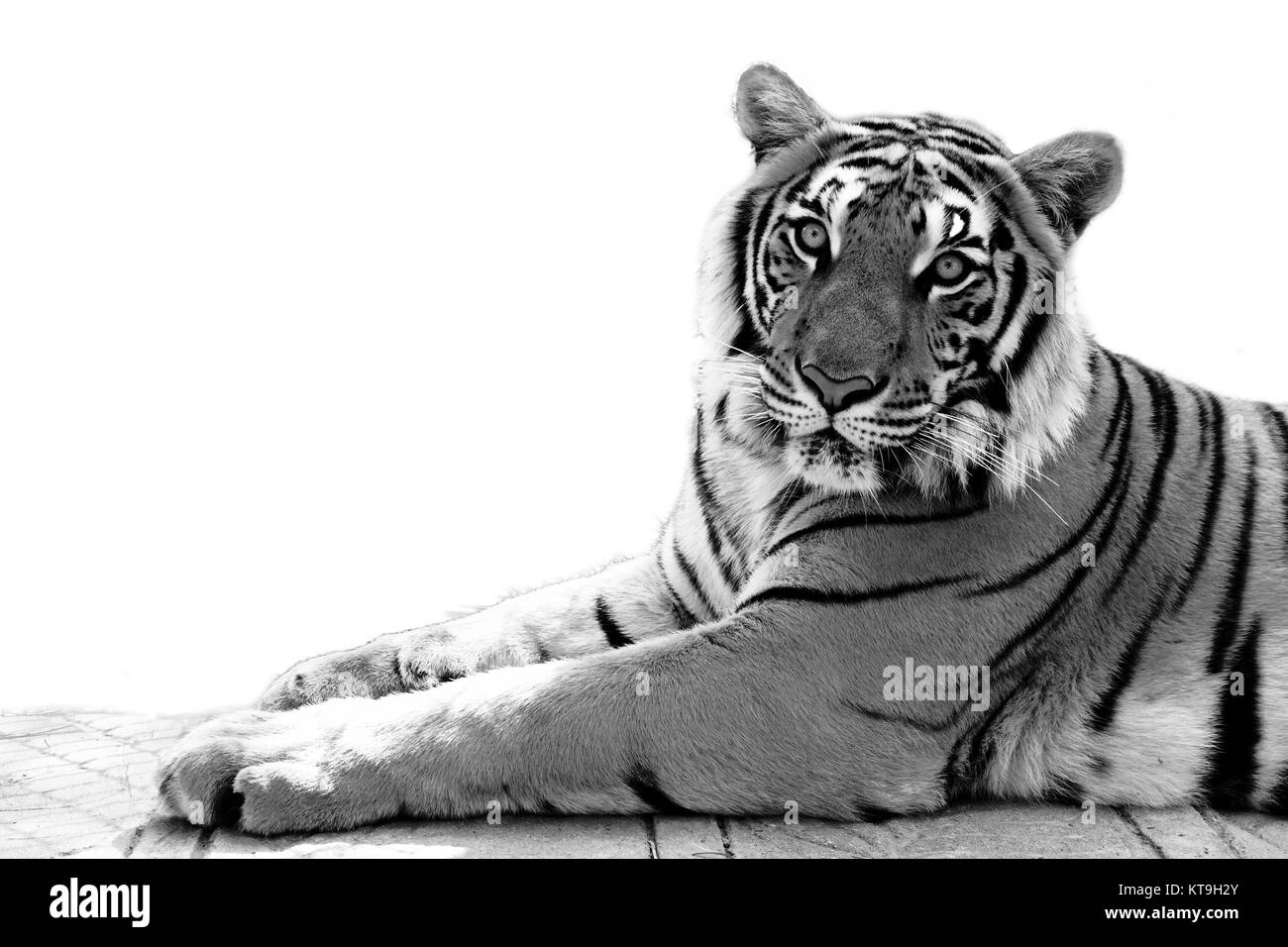 Tigre del Bengala sfondo bianco bianco nero Foto Stock