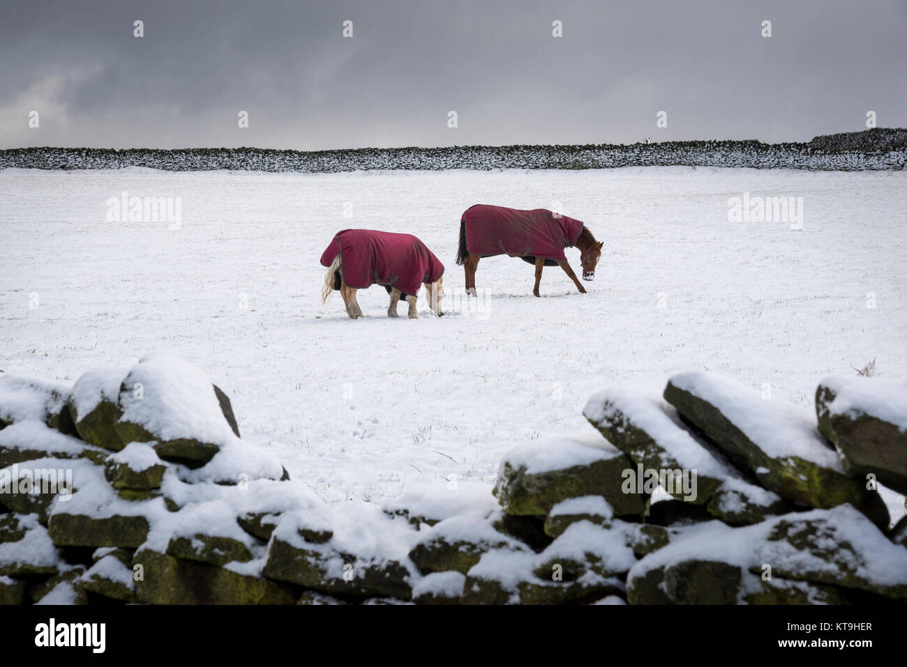 Cavalli tappeti usura graffi per il cibo in un campo nevoso nella campagna inglese. Foto Stock
