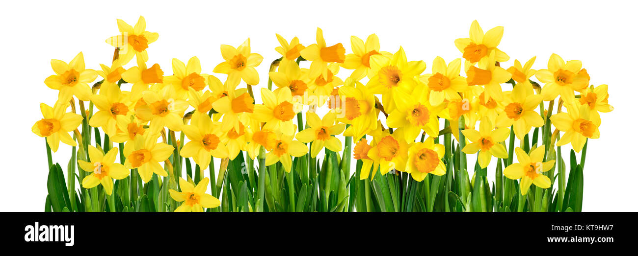 Studio luminoso colpo di fioritura Yellow Daffodils isolati su sfondo bianco in formato panoramico Foto Stock