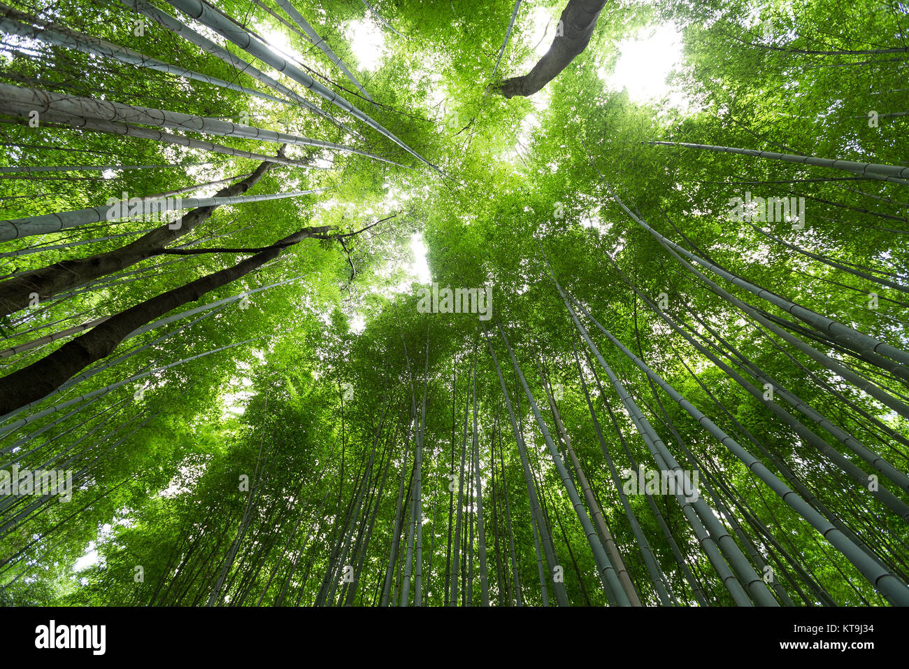 Foresta di Bamboo grove Foto Stock