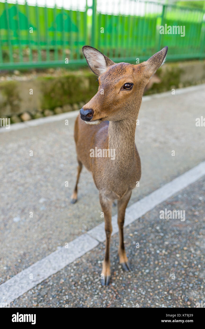 Carino cervi nel Parco di Nara Foto Stock