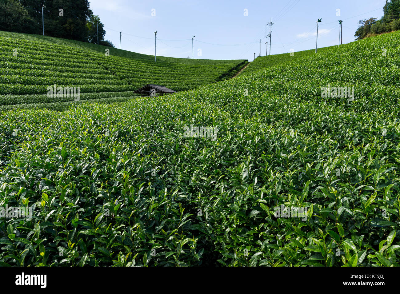 Il tè verde giardino Foto Stock