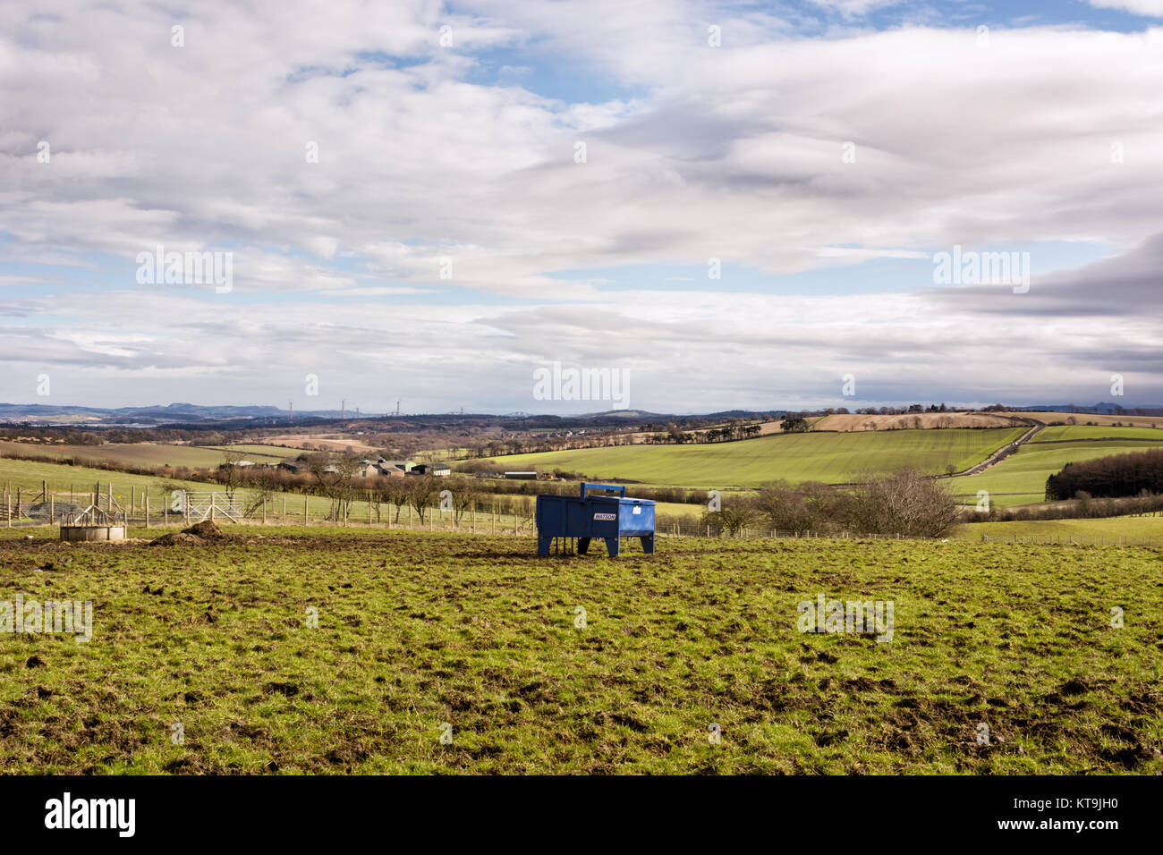 Bull alimentatore di carni bovine su un terreno coltivato in West Lothian, Scozia Foto Stock