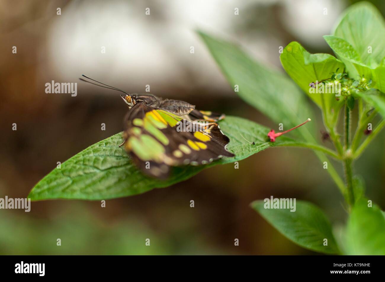 Una farfalla malachite su una foglia verde con le ali stese Foto Stock