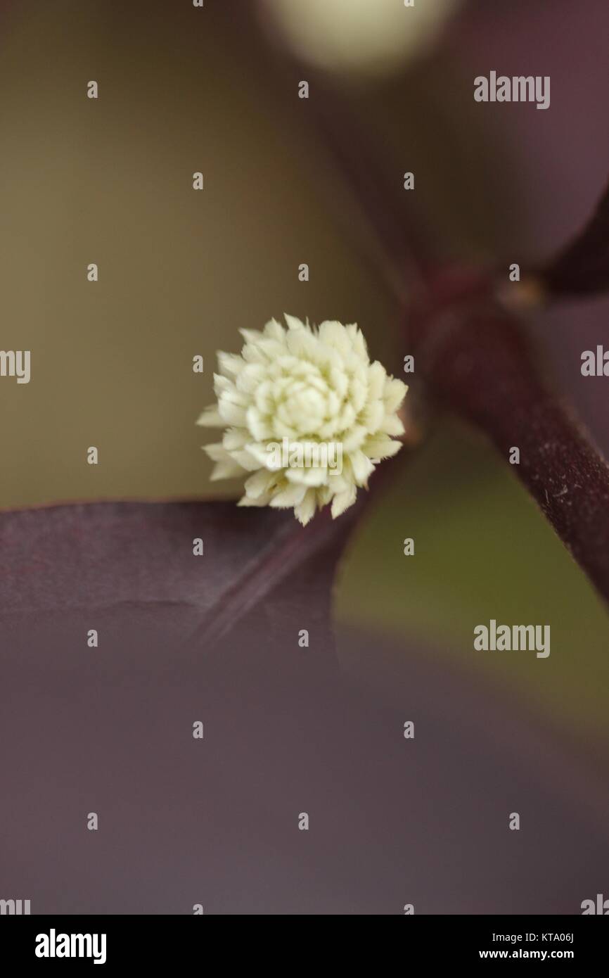 Un viaggio a samana uno dei piu bei luogo qui, che mostra alcune cose speciali Foto Stock