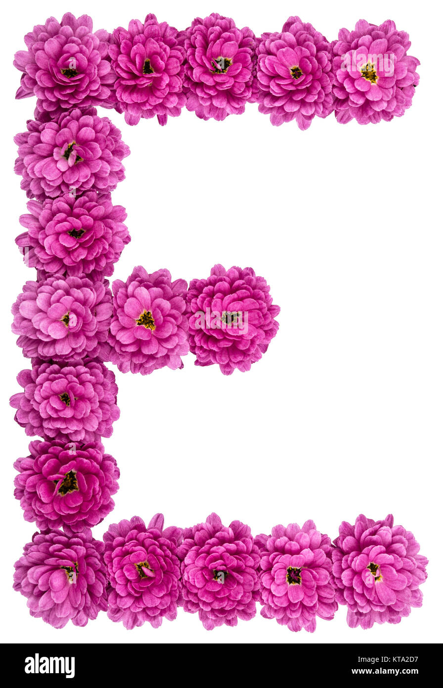 Lettera E alfabeto, dai fiori di crisantemo, isolato su sfondo bianco Foto Stock