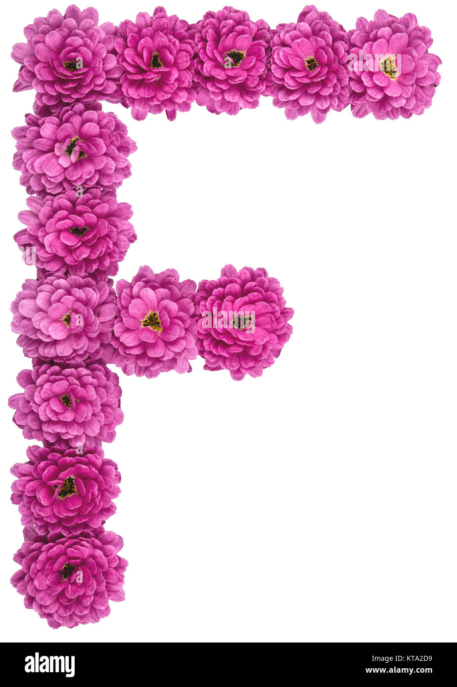 Lettera F, alfabeto dai fiori di crisantemo, isolato su sfondo bianco Foto Stock Lettera F, alfabeto dai fiori di crisantemo, isolato su sfondo bianco Foto Stock