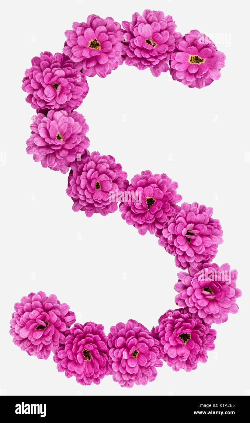 La lettera S, alfabeto dai fiori di crisantemo, isolato su sfondo bianco  Foto stock - Alamy