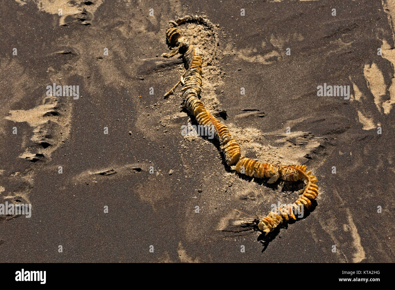 NC01161-00...L'AMERICA DEL NORD - Egg involucro per un buccino sulla spiaggia di Pea Island National Wildlife Refuge. Foto Stock