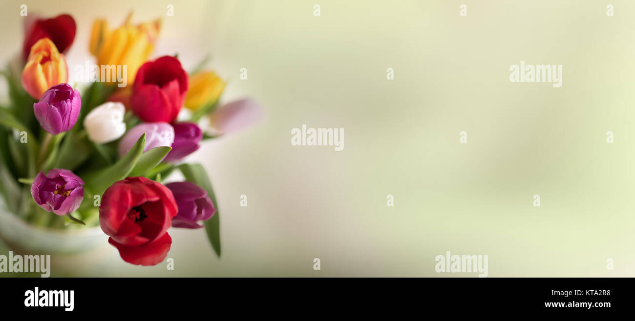 Molla di astratta sfondo con tulipani colorati per le mamme di giorno o di pasqua Foto Stock