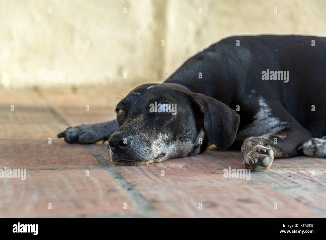 Il livello degli occhi vista di un Cane Foto Stock