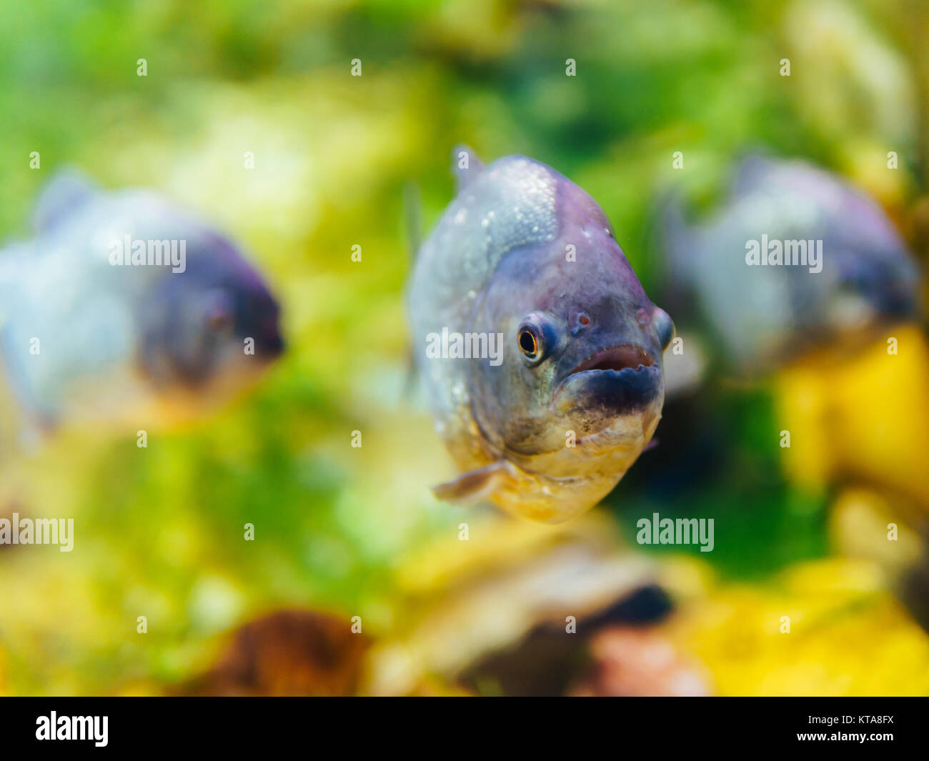 Closeup sottomarino di pesci Piranha Foto Stock