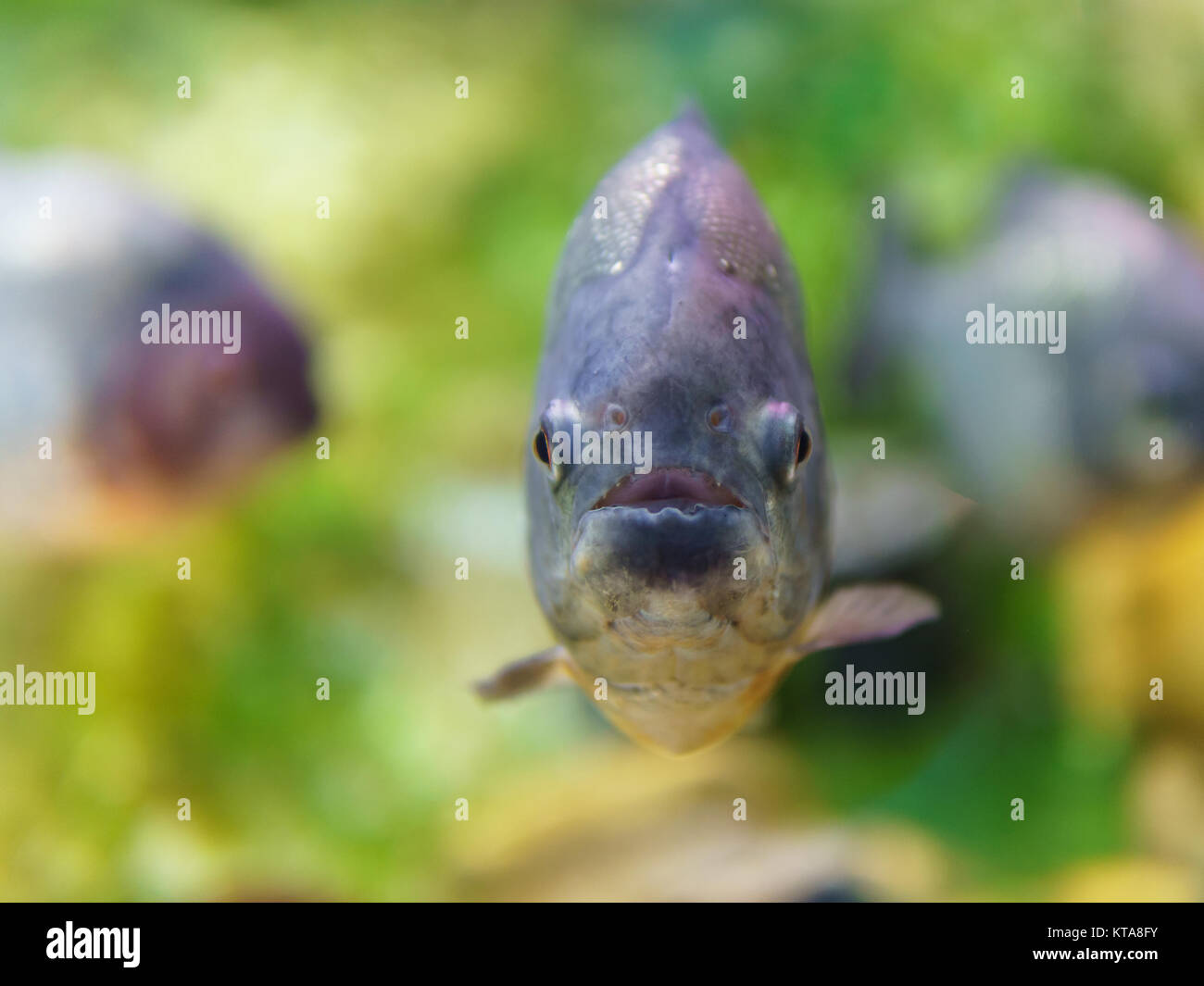 Closeup sottomarino di pesci Piranha Foto Stock