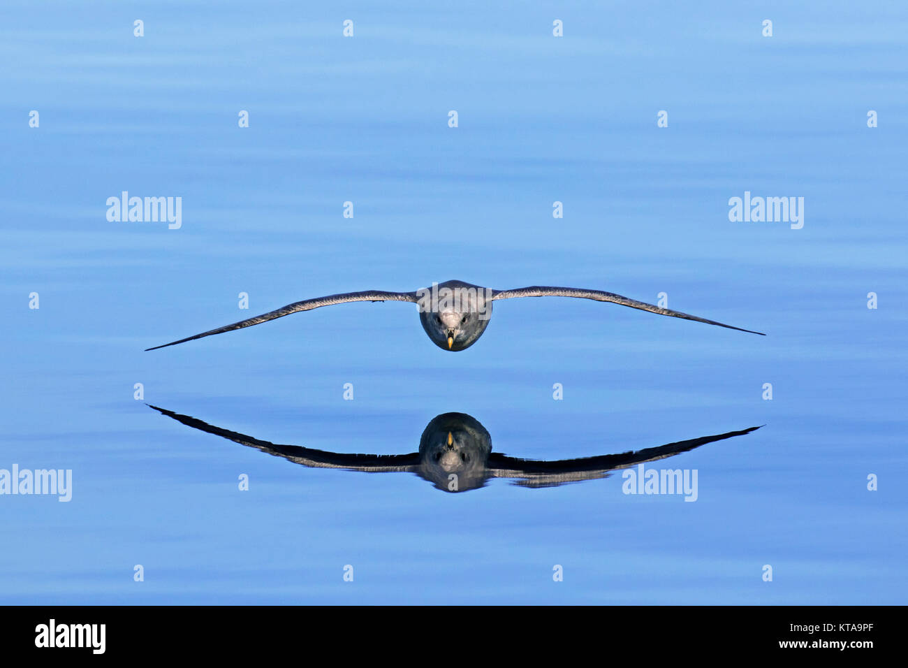 Northern fulmar / Artico fulmar (Fulmarus glacialis) morph scuro / blu morph in volo volare sul mare, le isole Svalbard / Spitsbergen, Norvegia Foto Stock