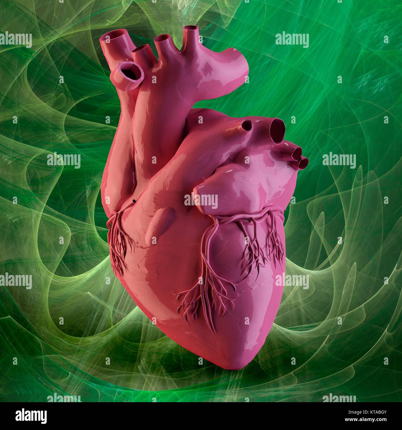 Il cuore e le arterie coronarie.3D illustrazione computer esterni di  anatomia di un cuore umano.La superficie dei vasi sanguigni (linee  sottili,al centro e a sinistra) sono le arterie coronarie e vene,che portano