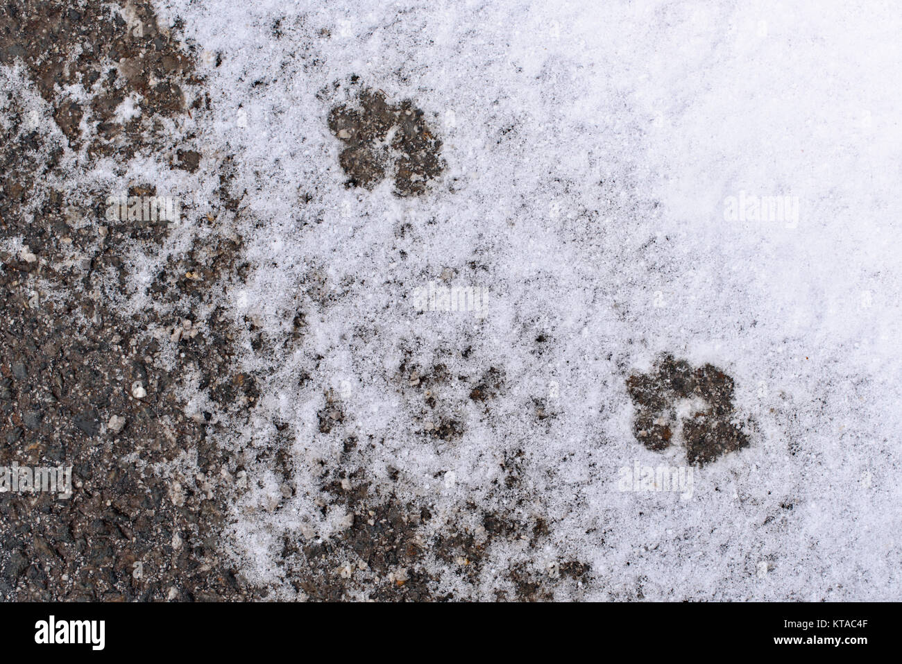 Cani Impronte sulla neve, sfondo astratto, snowy texture, pawprints Foto Stock
