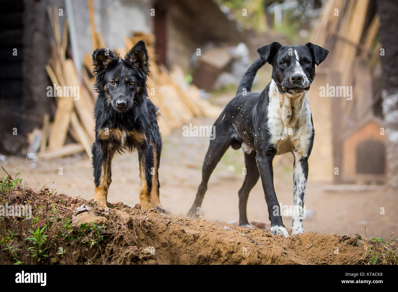 Due arrabbiato cani da guardia fissando la telecamera Foto Stock