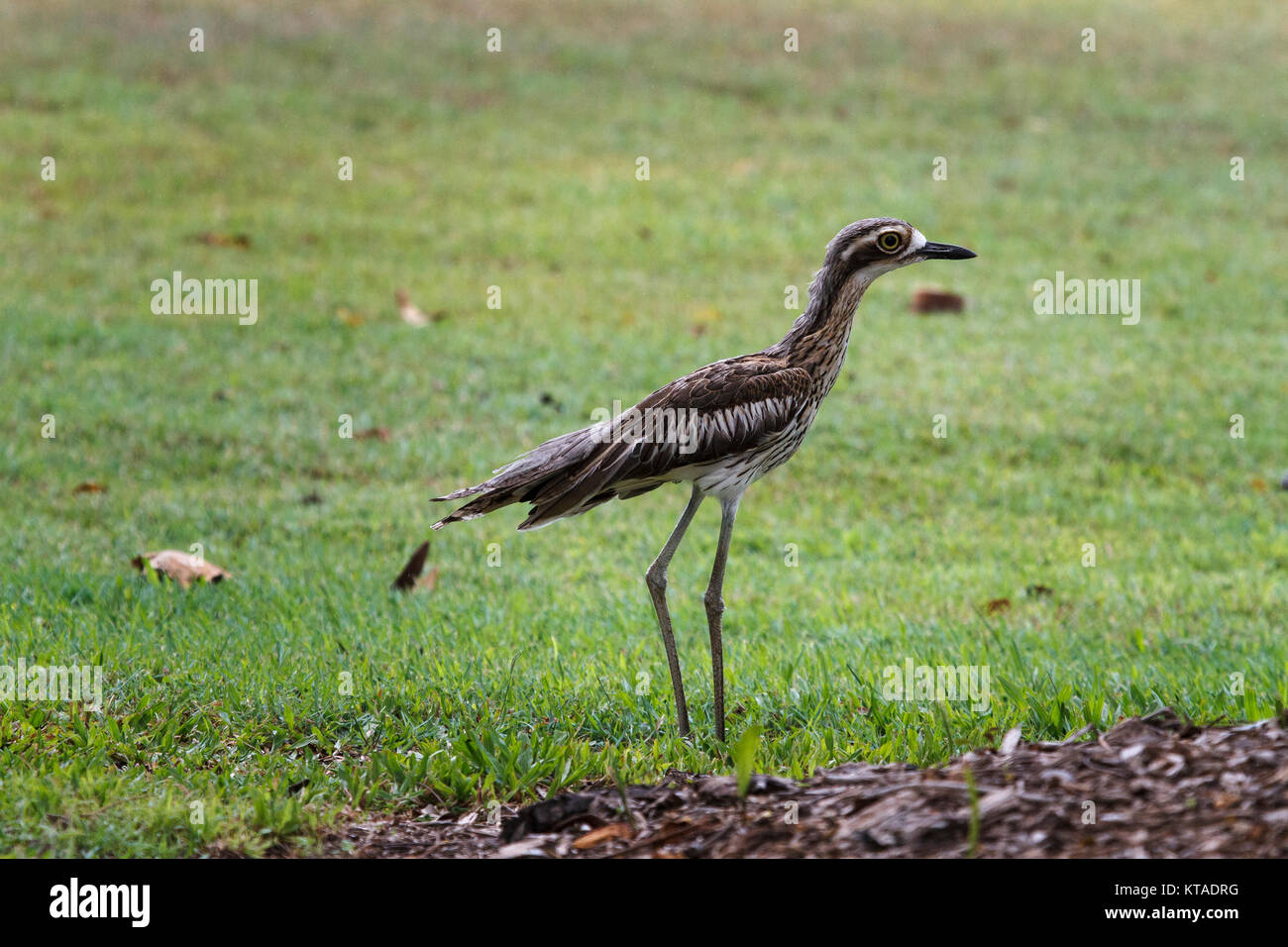 Bush Stone Curlew - Anderson Park Botanic Gardens, Townsville Foto Stock