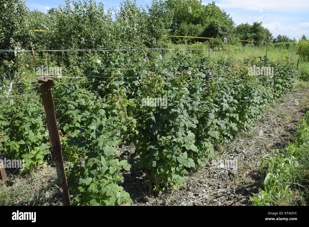 I letti di lamponi. Gli steli di lamponi su un traliccio Squirting. Lamponi crescente nel giardino. Foto Stock