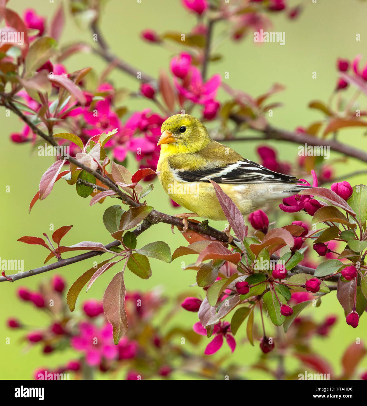 Americano femmina cardellino appollaiato in una fioritura crabapple tree Foto Stock