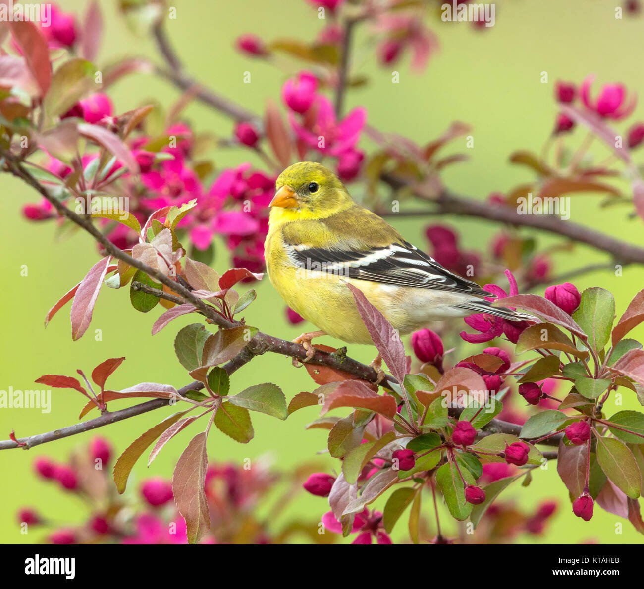 Americano femmina cardellino appollaiato in una fioritura crabapple tree Foto Stock