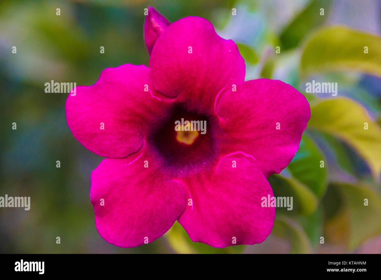 Dalla natura Foto Stock