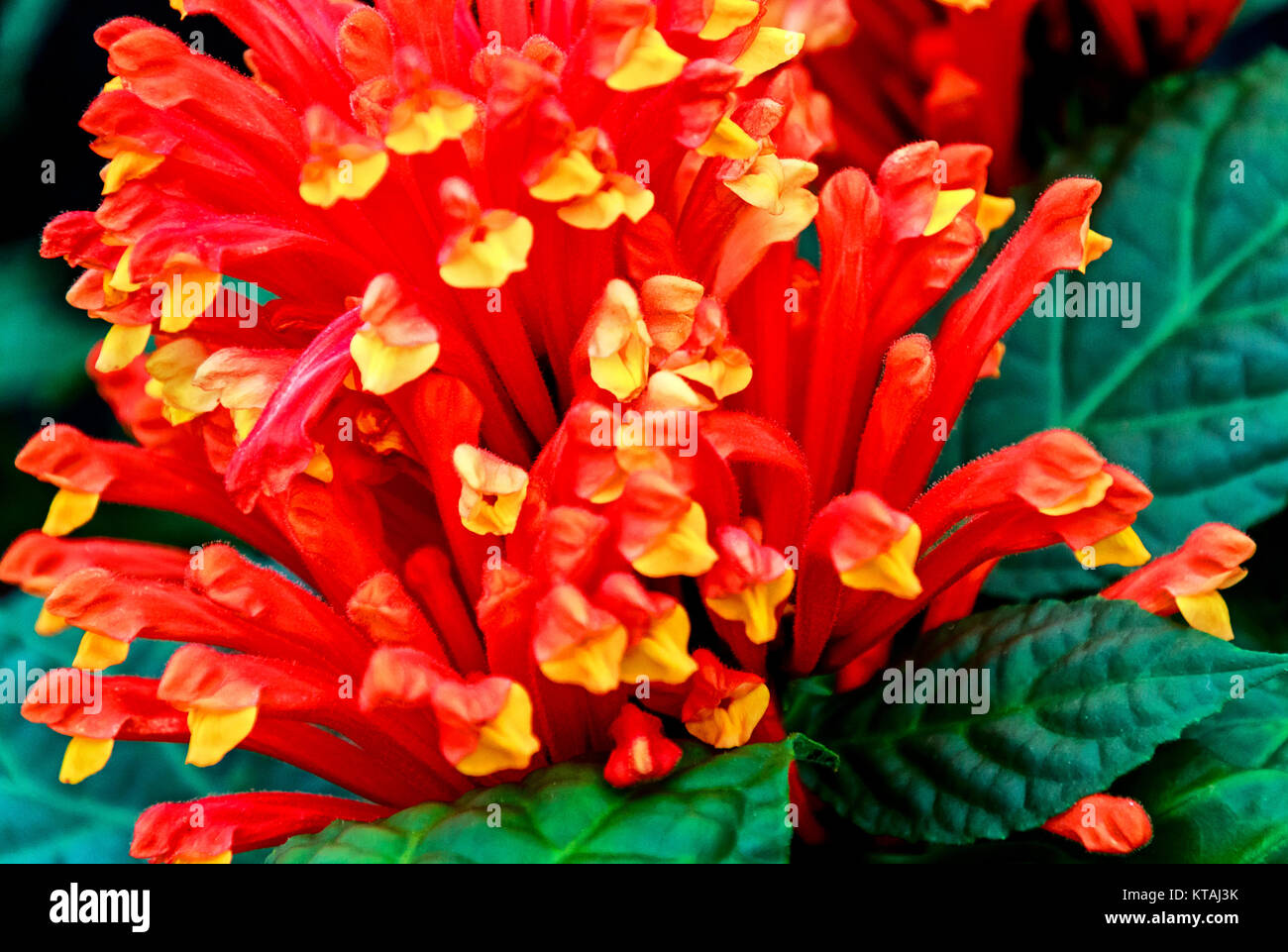 Rosso porpora pianta flowering Scutellaria, comunemente noto come skullcaps Foto Stock