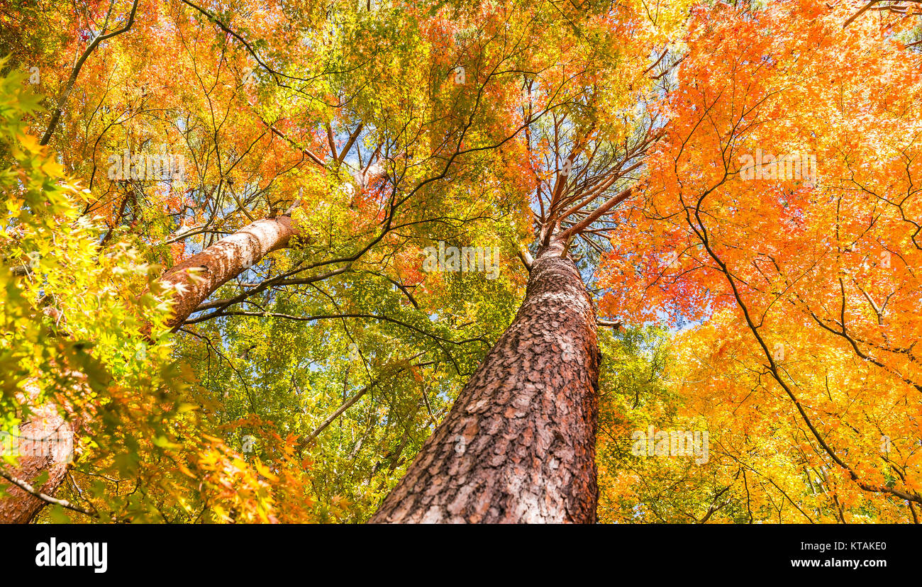 Acero in autunno Foto Stock
