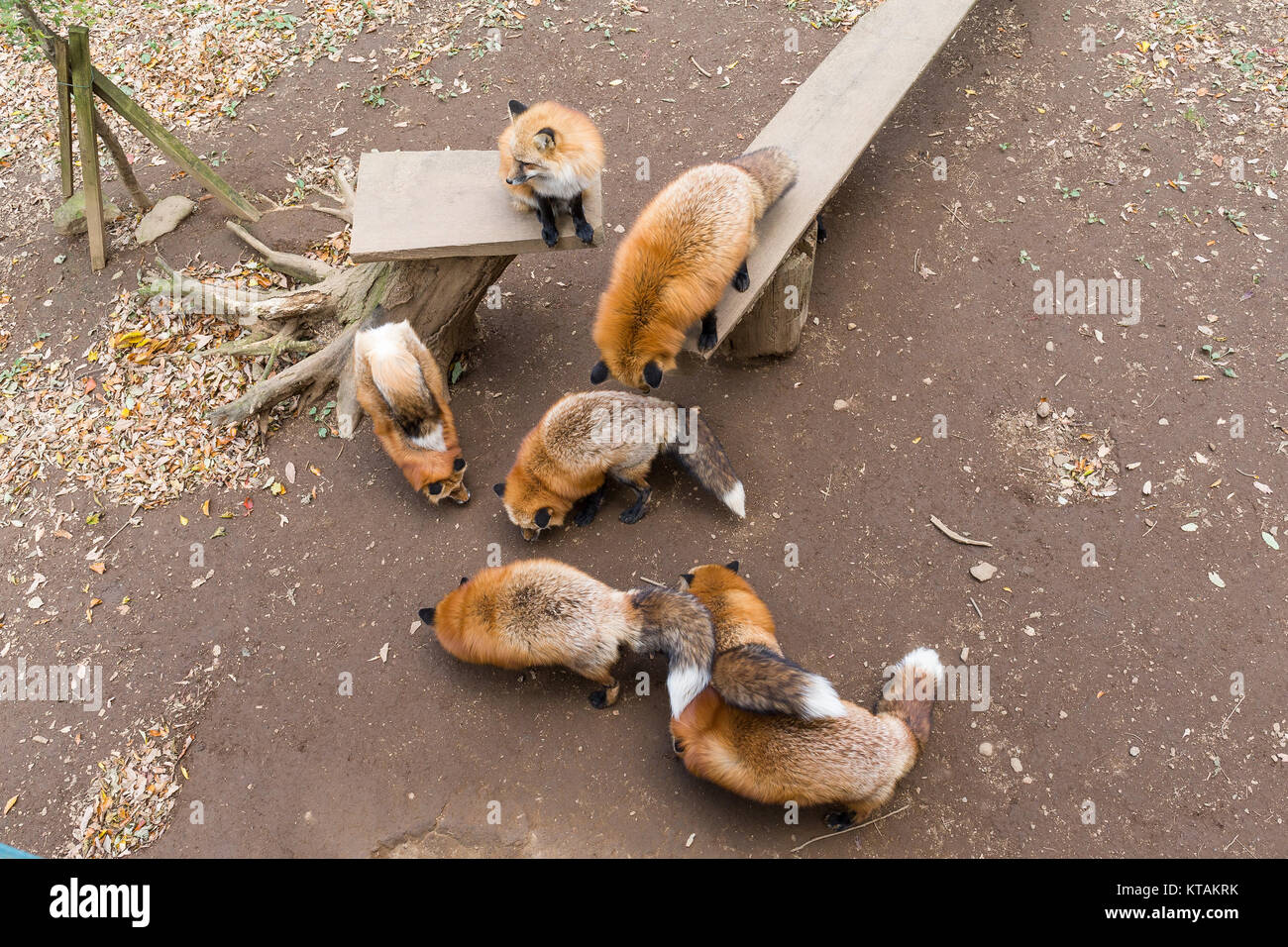 Tutti red fox mangiare insieme Foto Stock