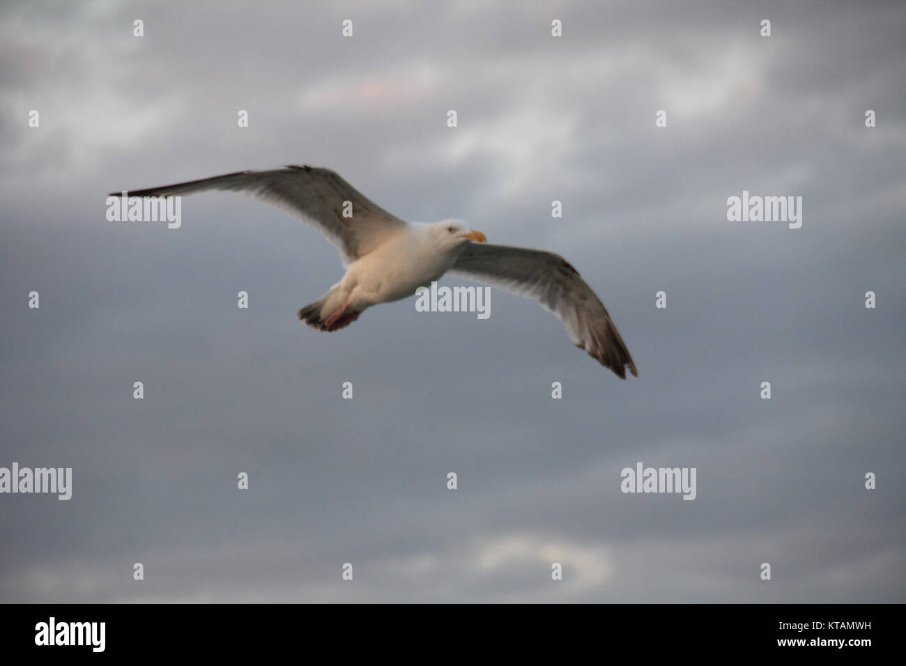 Seagull in Calais Foto Stock