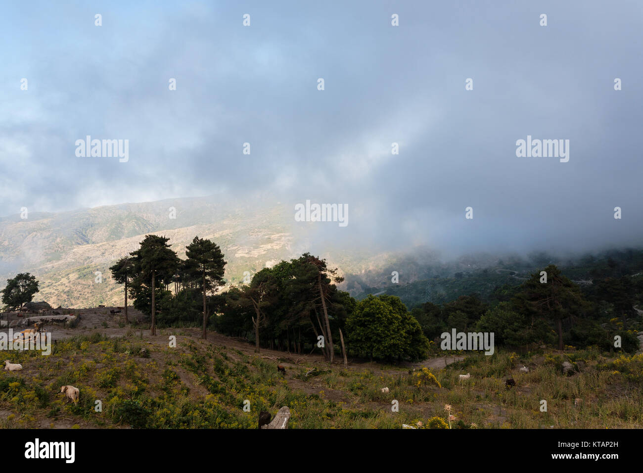 Pascoli di montagna nella regione dell'Etna di Sicilia Foto Stock