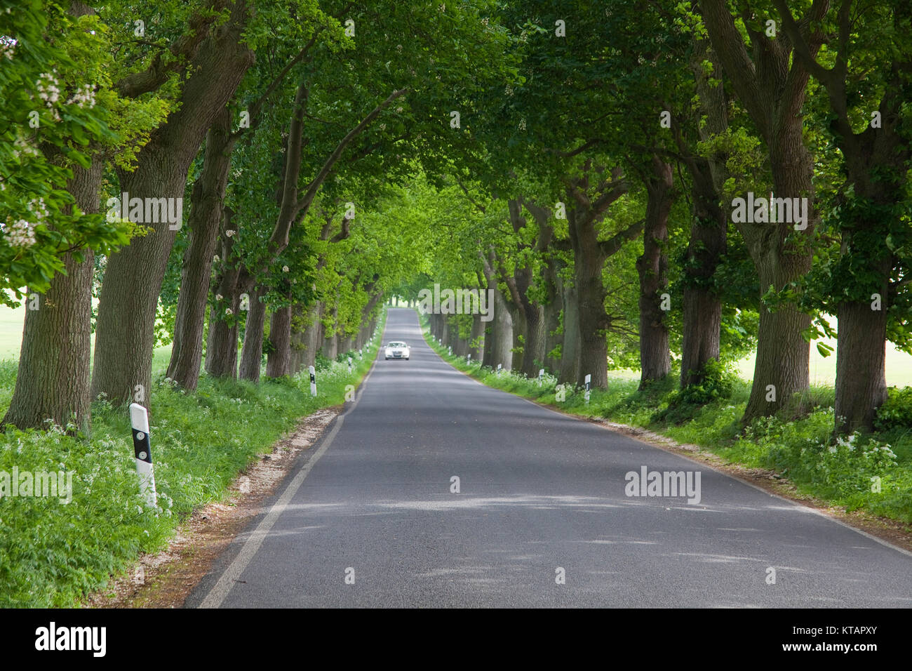 Grove, strada alberata a Putbus, Ruegen isola, Meclemburgo-Pomerania, Mar Baltico, Germania, Europa Foto Stock