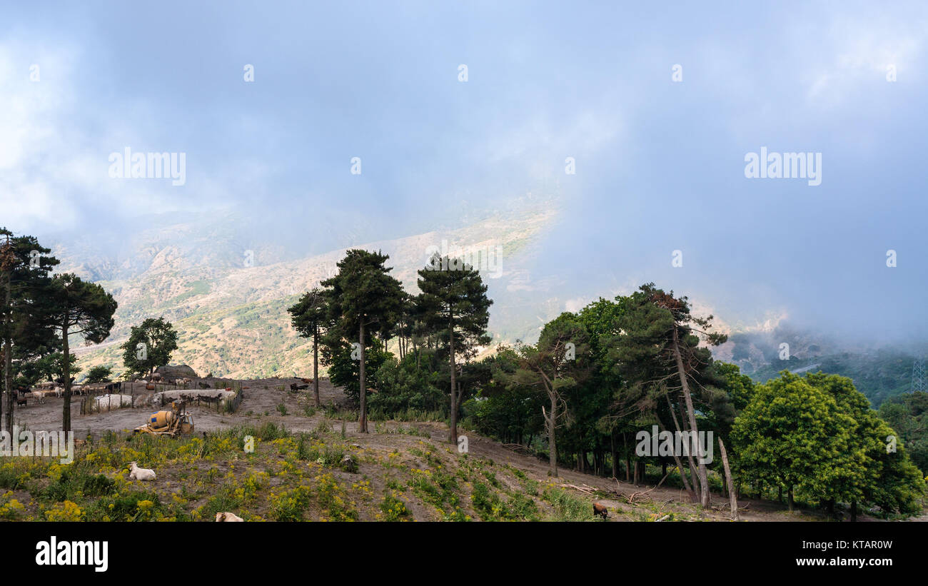 Pascolo di Etna regione Sicilia Foto Stock