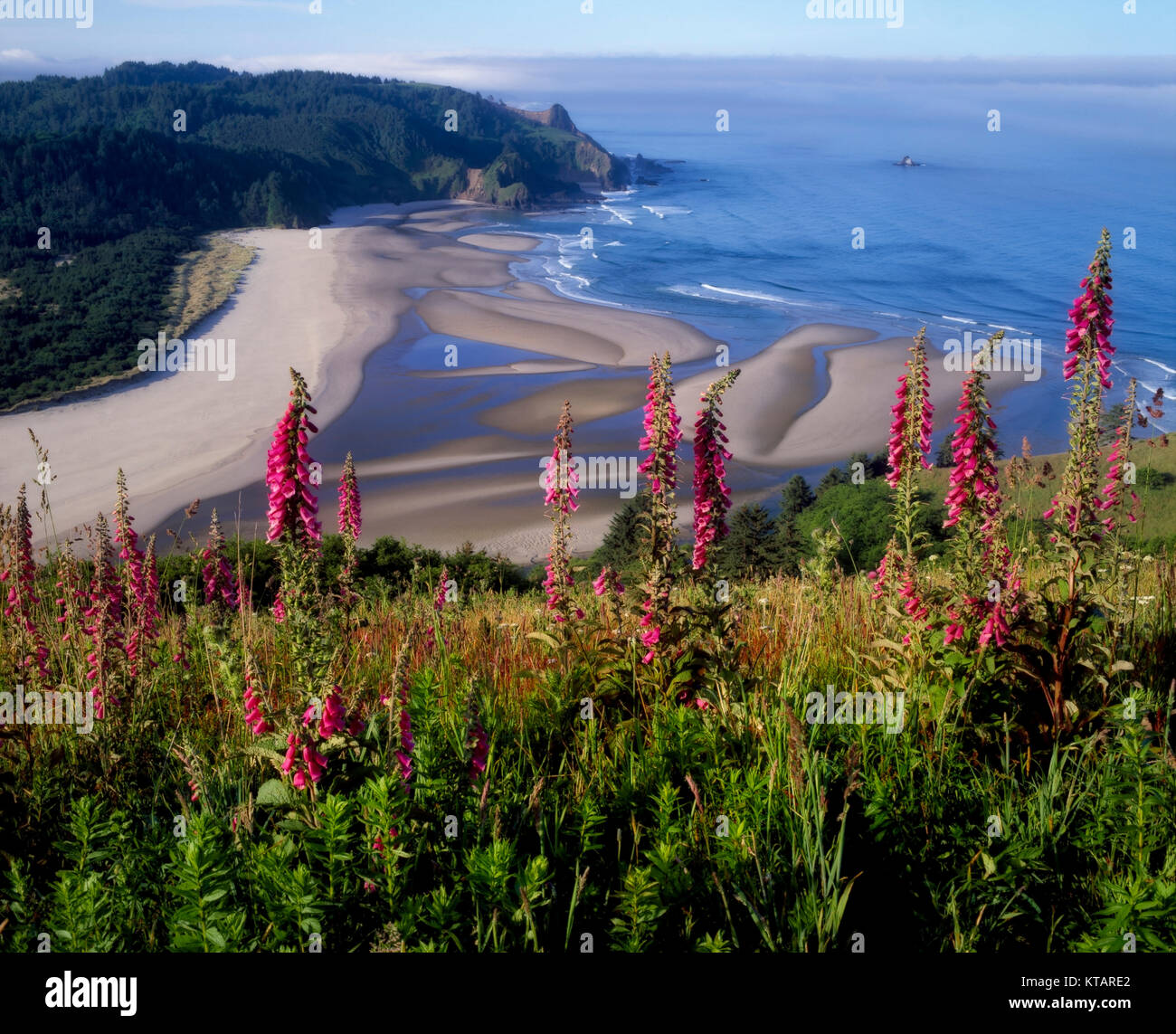 Foxglove blumi in cima dell'Oregon testa a cascata che si affaccia sul fiume di salmoni estuario e l'Oceano Pacifico. Foto Stock