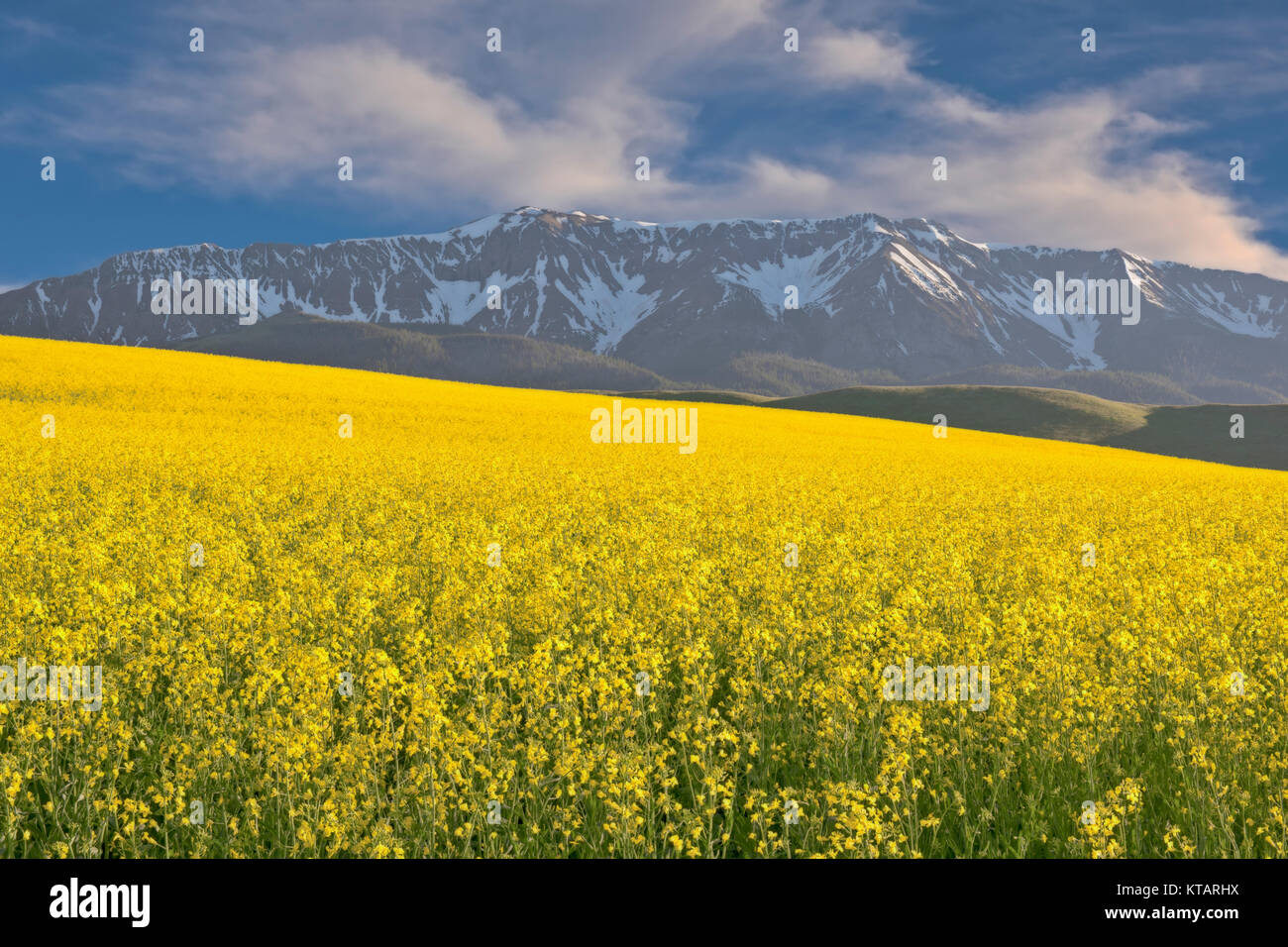 Luce della Sera il calore su questo campo di canola con le innevate montagne Wallowa nel ne dell'Oregon Wallowa Valley. Foto Stock