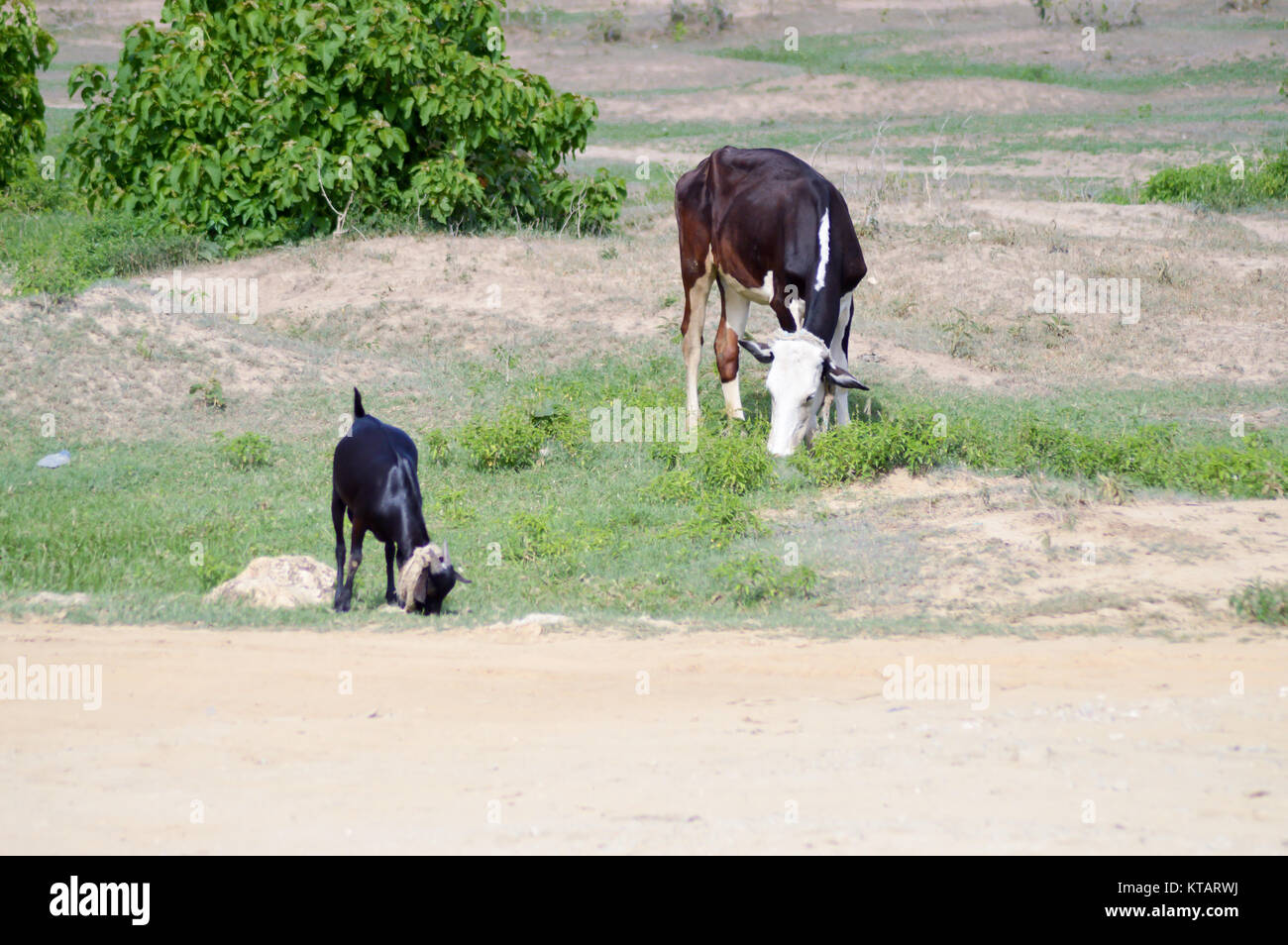 Una mucca e una capra al pascolo Foto Stock