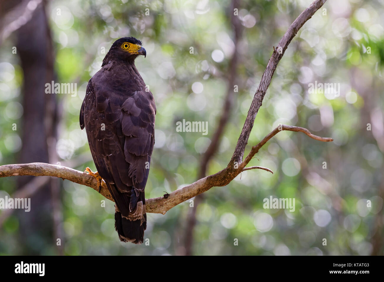 Crested Serpent-eagle - Spilornis cheela, Wilpattu National Park, Sri Lanka Foto Stock