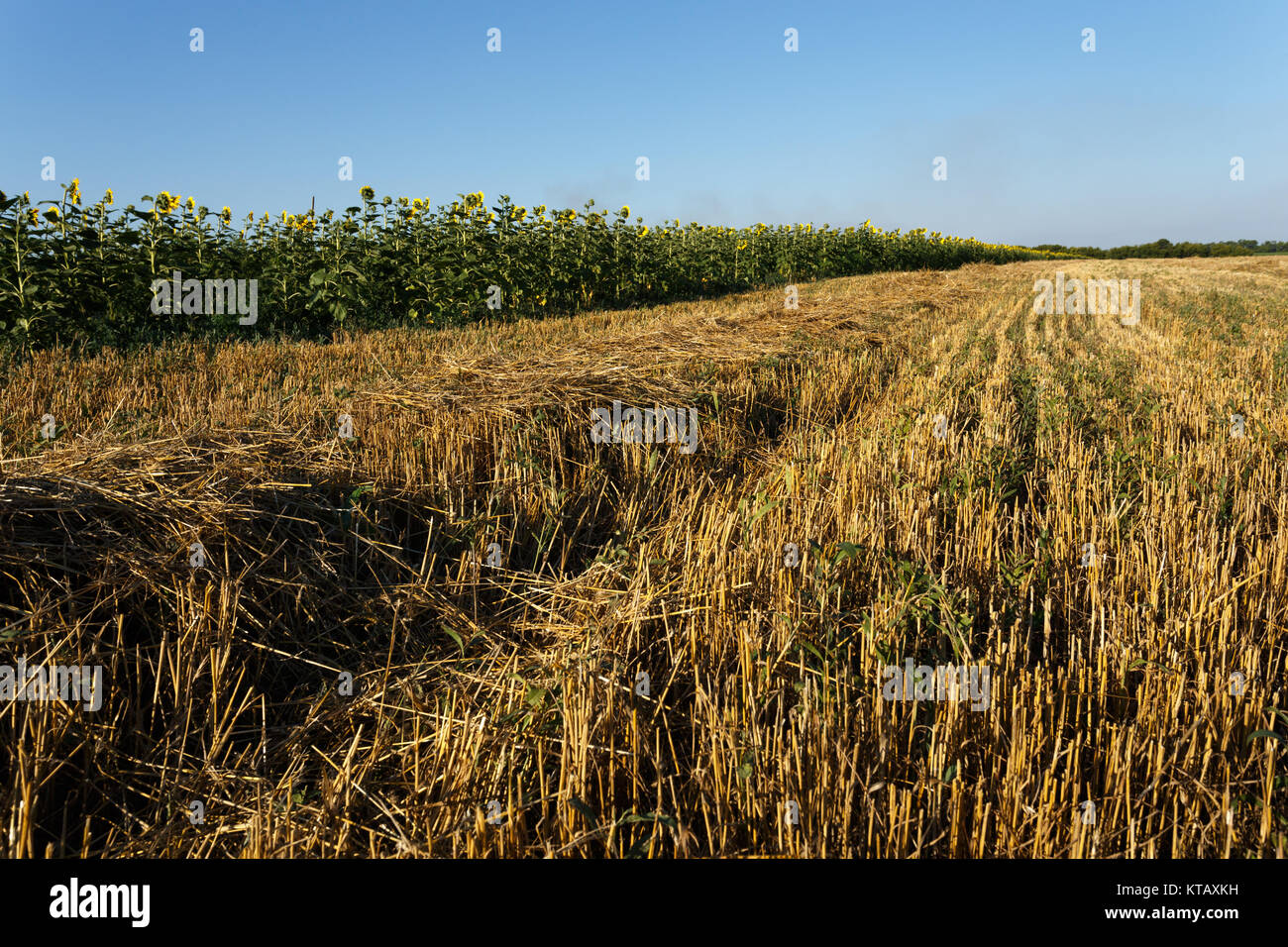 In pendenza del campo di grano al tramonto vicino al fiore di campo di girasole sotto il cielo chiaro Foto Stock