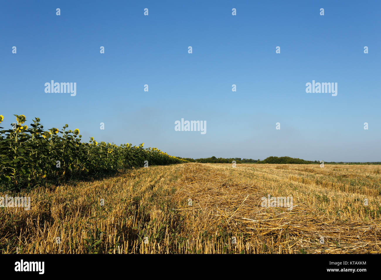 In pendenza del campo di grano al tramonto vicino al fiore di campo di girasole sotto il cielo chiaro Foto Stock