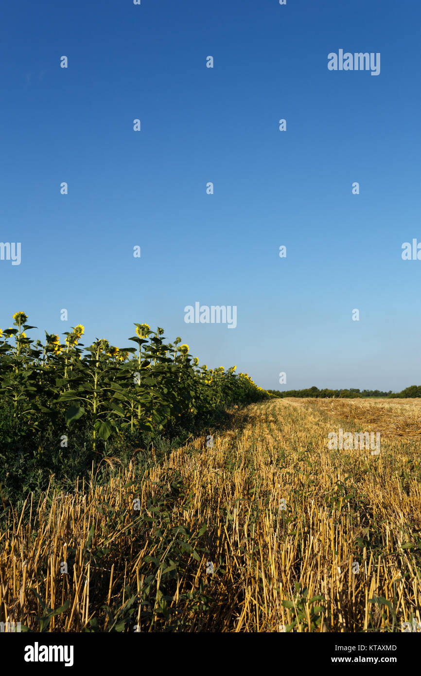 In pendenza del campo di grano al tramonto vicino al fiore di campo di girasole sotto il cielo chiaro Foto Stock